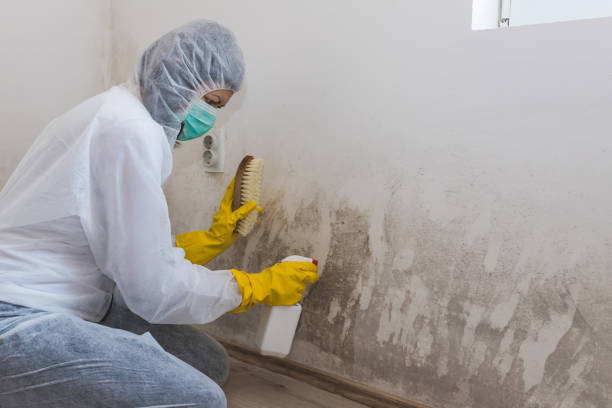 Best Certified Mold Removal  in Port Washington North, NY