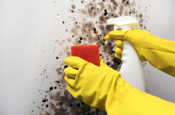 Best Toxic Mold Removal  in Port Washington North, NY