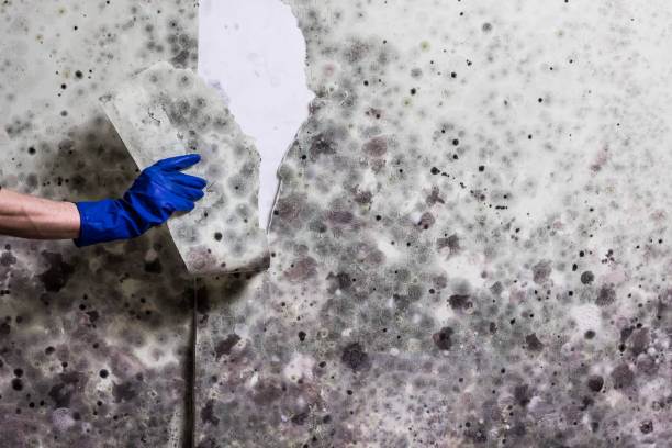 Best Commercial Mold Removal  in Port Washington North, NY